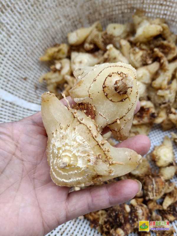 白芨收购价格今日最新行情分析