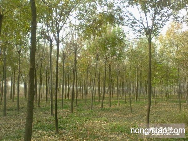 当前市场下12公分白蜡树的最新报价探讨