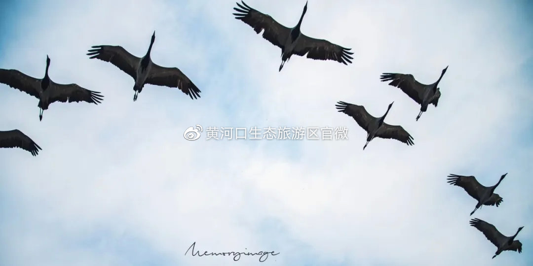 最新呗飞鸟，自然美景的心灵之旅探索
