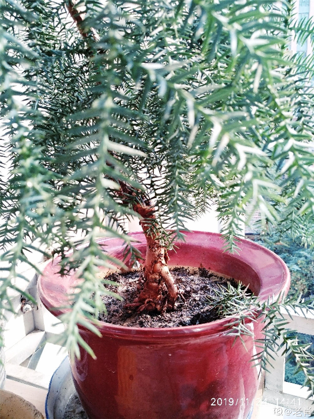 时代背景下的澳洲杉繁荣及其影响