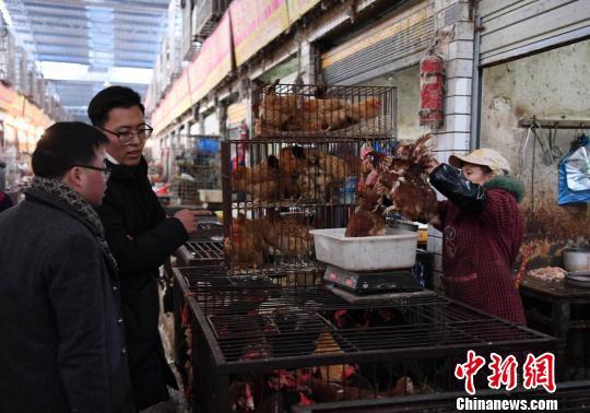 流感H7N9最新动态，科普解读与应对策略