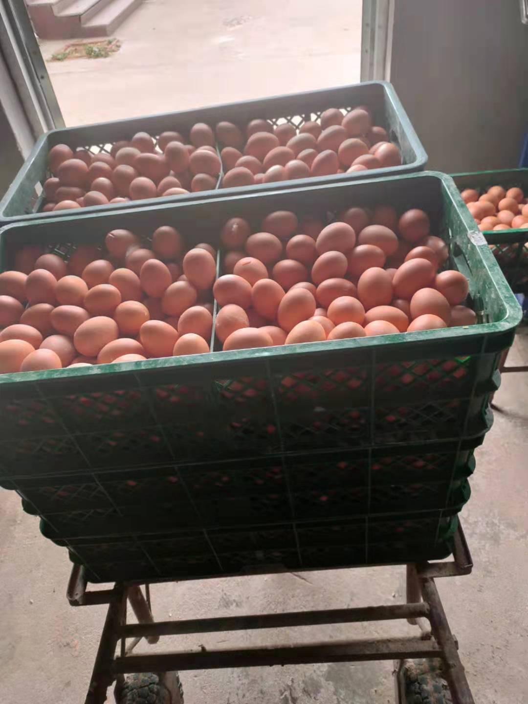 秦皇岛豆粕最新价格，市场走势分析与预测