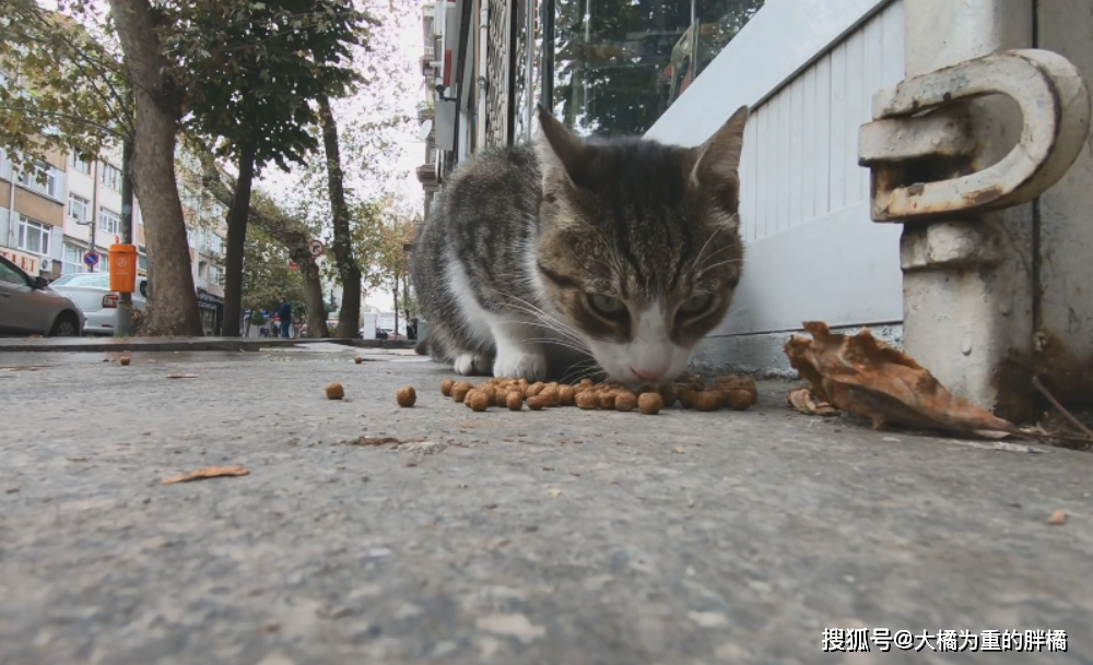 最新蟋蟀饲养配方与小巷深处的特色小店探秘