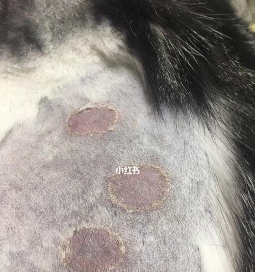 女子频繁逛猫咖遭遇宠物癣困扰，挫折中的力量与自我成长之路