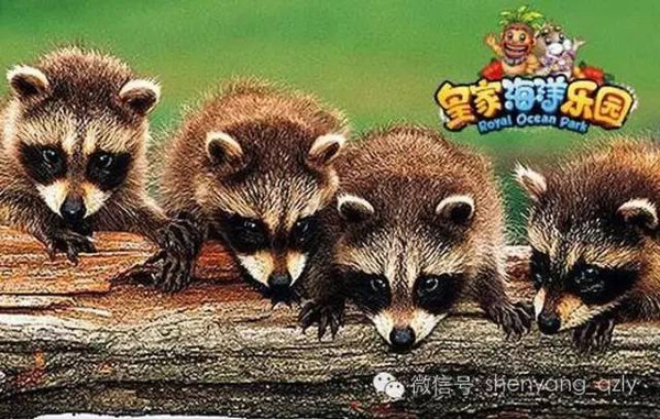 浣熊投喂